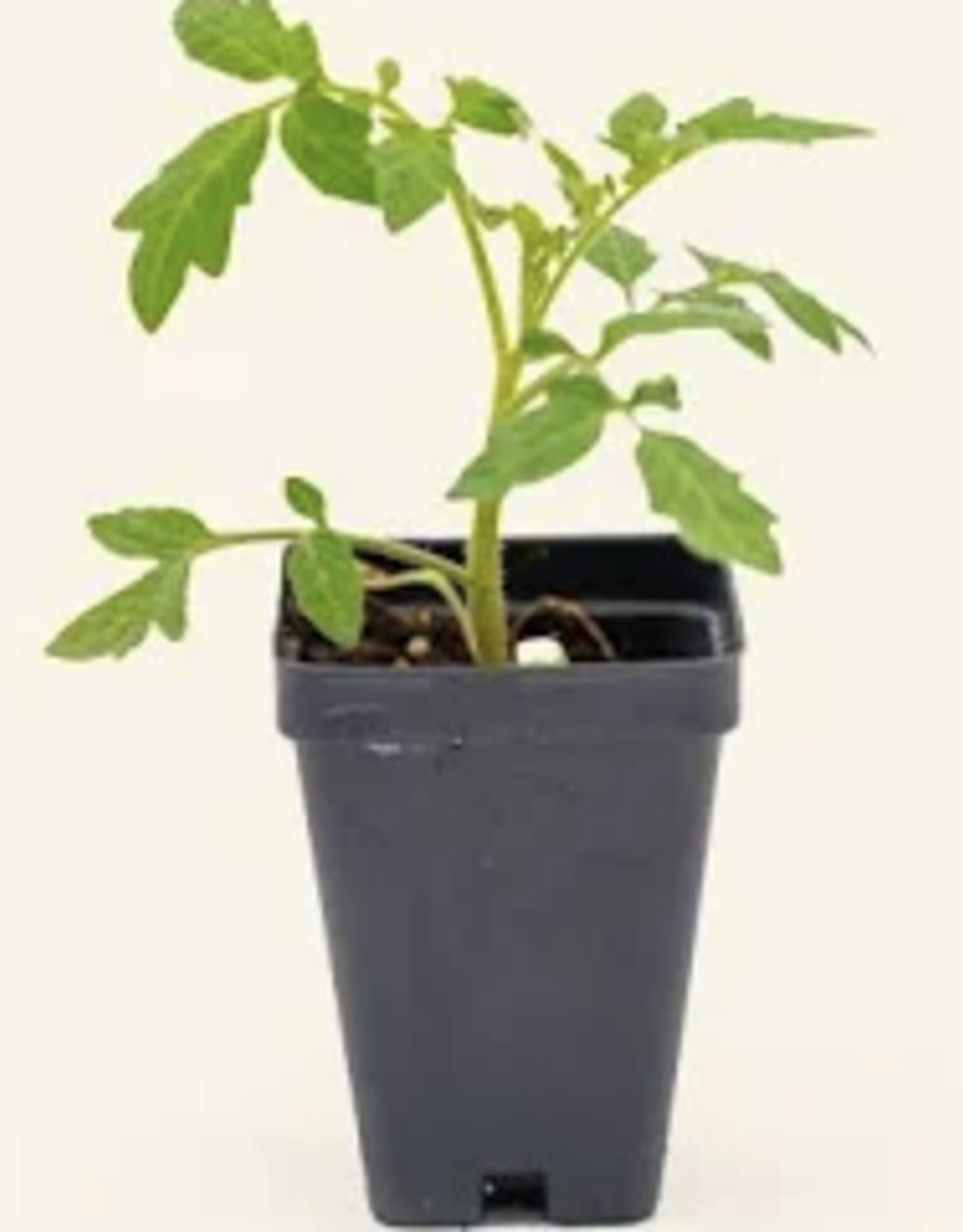 Seasonal Veggies: Early Girl Tomato (3.5" pot)