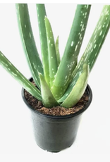 Seasonal Succulent: 4.3" Round Pot: Aloe Vera 2024