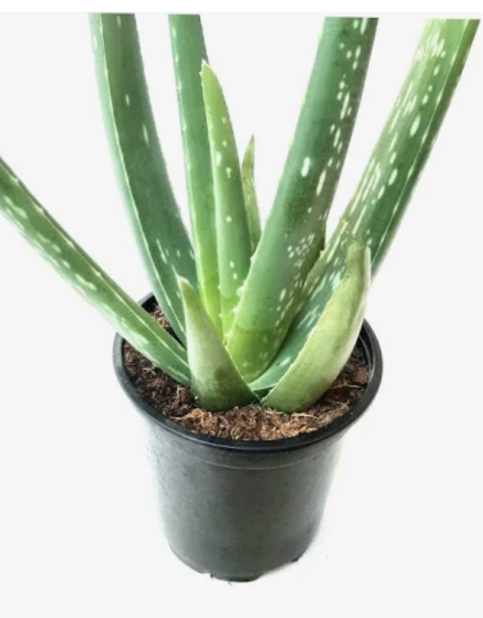 Seasonal Succulent: 4.3" Round Pot: Aloe Vera 2024