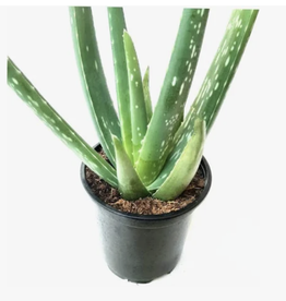 Seasonal Succulent: 4.3" Round Pot: Aloe Vera 2024