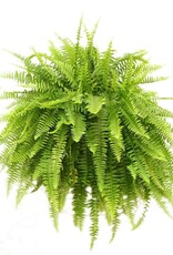 Seasonal Hanging Basket: Boston Fern 10"