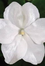 Seasonal Flat - Impatiens Beacon White