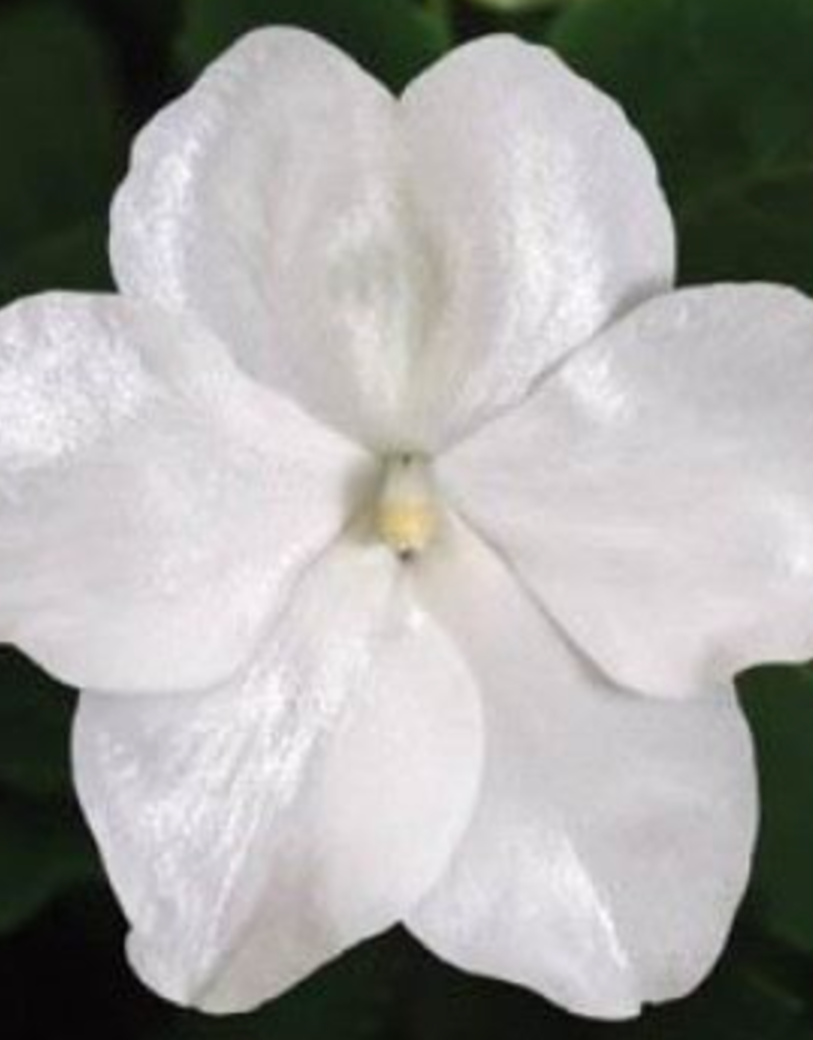Seasonal Flat - Impatiens Beacon White