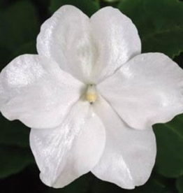 Seasonal Flat - Impatiens Beacon White