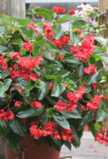 Seasonal Hanging Basket: Begonia Dragonwing Red 10" Plastic