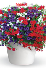Seasonal Hanging Basket: Calibrachoa Trixiliner Old Glory 12" Fiber Pot