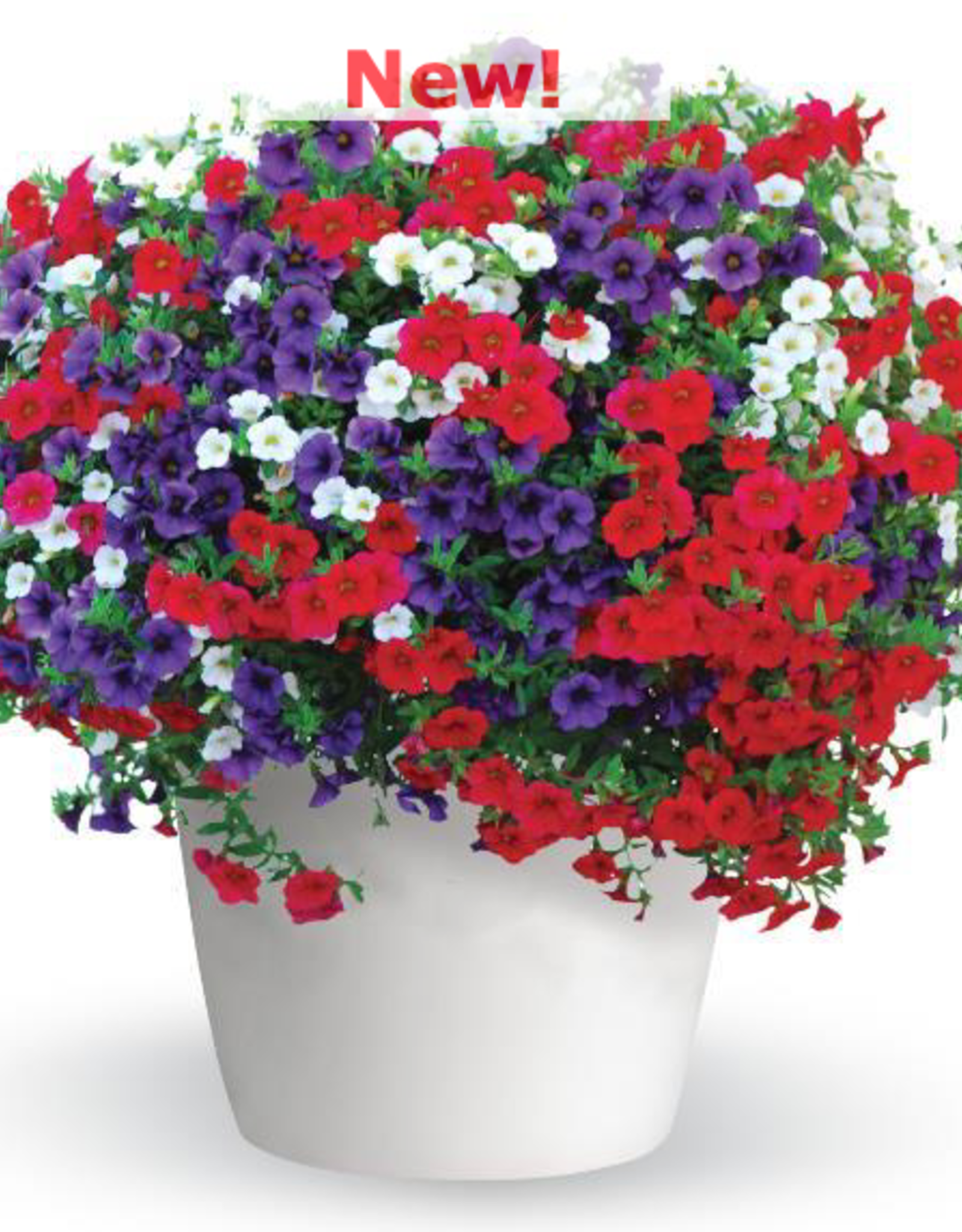 Seasonal Hanging Basket: Calibrachoa Trixiliner Old Glory 12" Fiber Pot