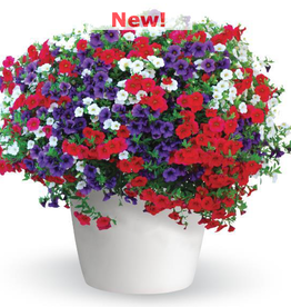 Seasonal Hanging Basket: Calibrachoa Trixiliner Old Glory 12" Fiber Pot