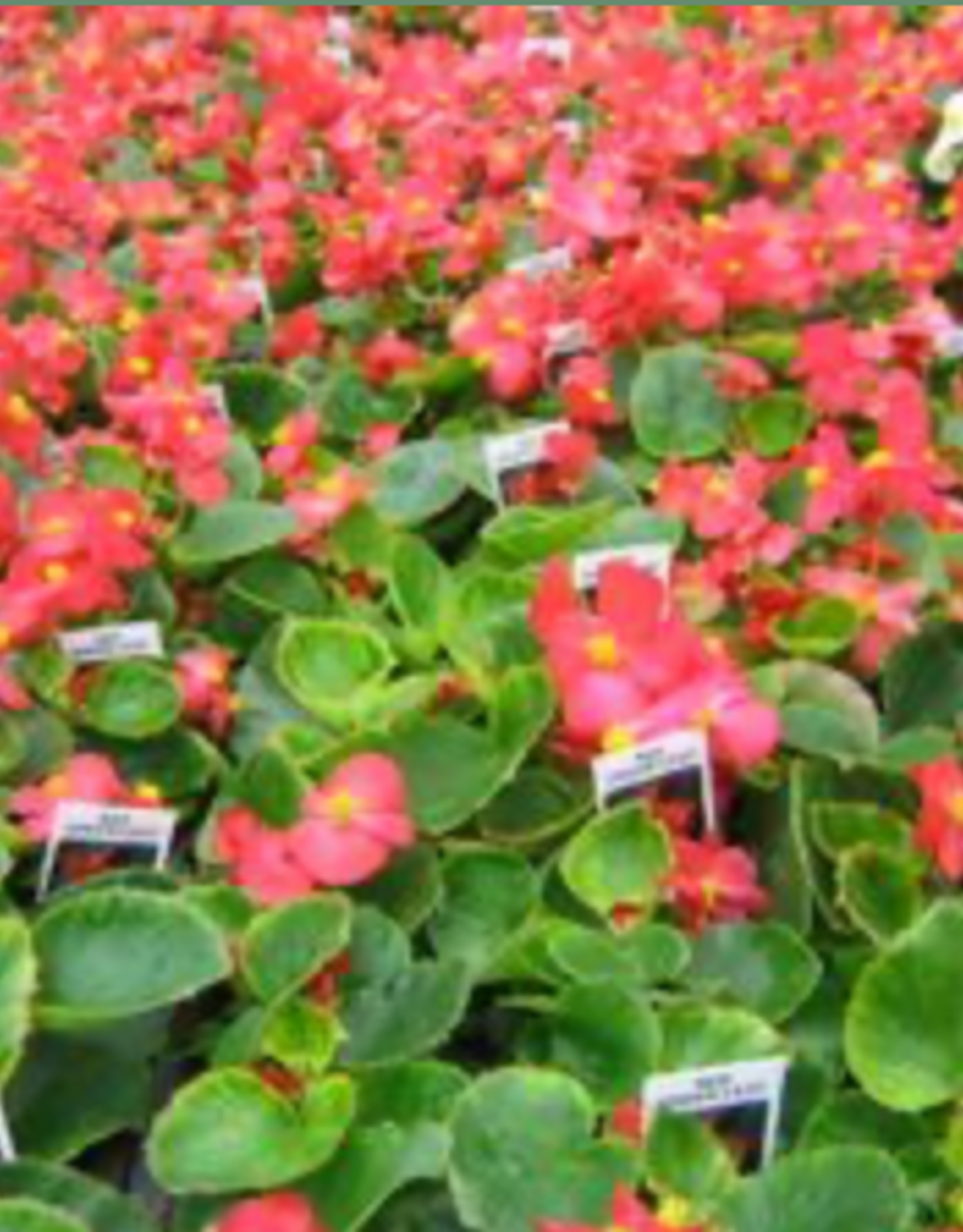 Seasonal Flat - Begonia Wax Green Leaf Super Olympic Red- 6 flat