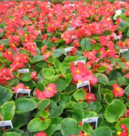 Seasonal Flat - Begonia Wax Green Leaf Super Olympic Red- 6 flat