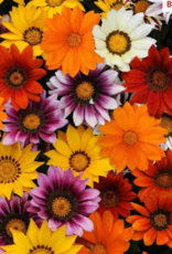 Seasonal Flat - Gazania New Day Bright Mix