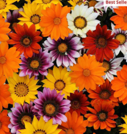 Seasonal Flat - Gazania New Day Bright Mix