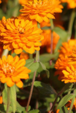 Seasonal Flat - Zinnia - Zahara Double Bright Orange