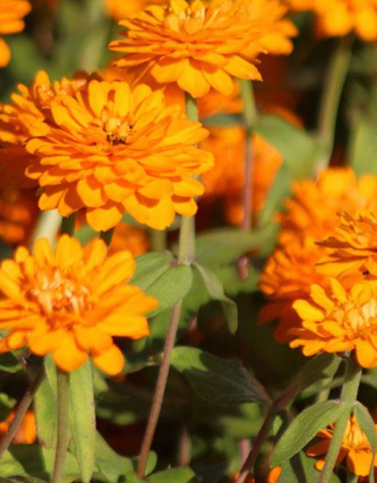Seasonal Flat - Zinnia - Zahara Double Bright Orange
