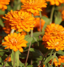 Seasonal Flat - Zinnia - Zahara Double Bright Orange