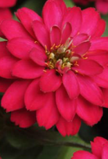 Seasonal Flat - Zinnia - Zahara Double Cherry