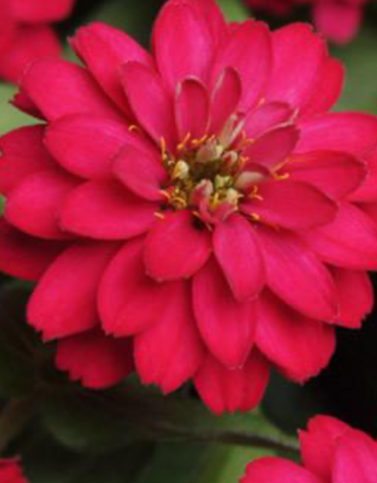 Seasonal Flat - Zinnia - Zahara Double Cherry