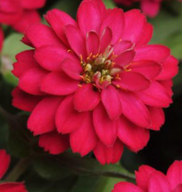 Seasonal Flat - Zinnia - Zahara Double Cherry