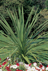 Seasonal Small Pots & Fillers: Dracaena Spike- Indivisia