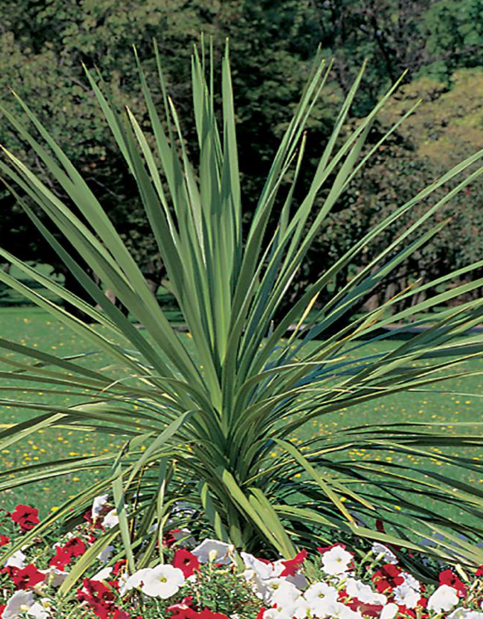 Seasonal Small Pots & Fillers: Dracaena Spike- Indivisia
