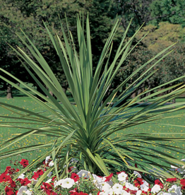 Seasonal Small Pots & Fillers: Dracaena Spike- Indivisia