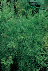 Seasonal Small Pots & Fillers: Asparagus  Plumosa