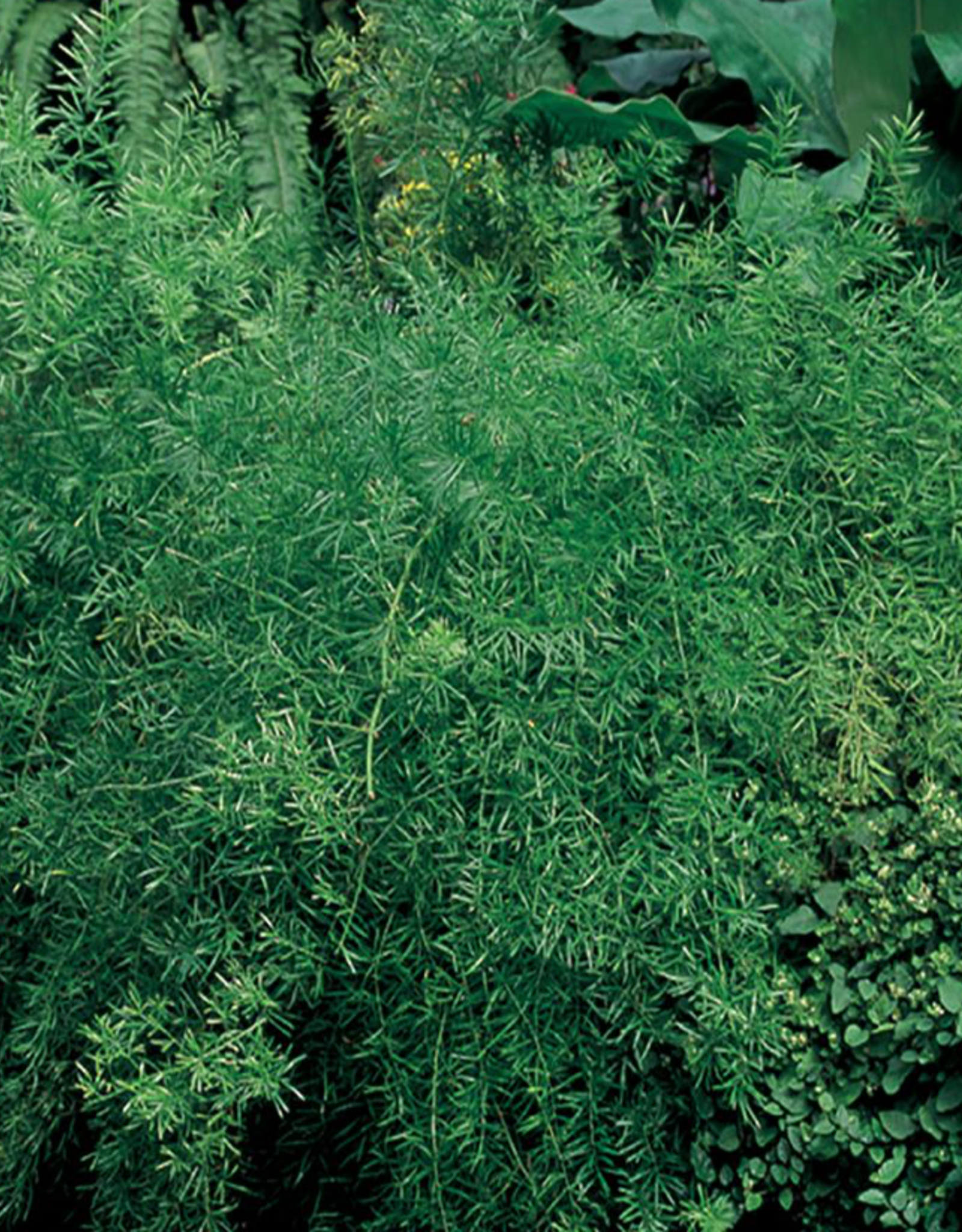 Seasonal Small Pots & Fillers: Asparagus  Plumosa