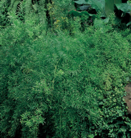 Seasonal Small Pots & Fillers: Asparagus  Plumosa