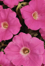 Seasonal Small Pots & Fillers: Petunia - Easy Wave Pink Passion