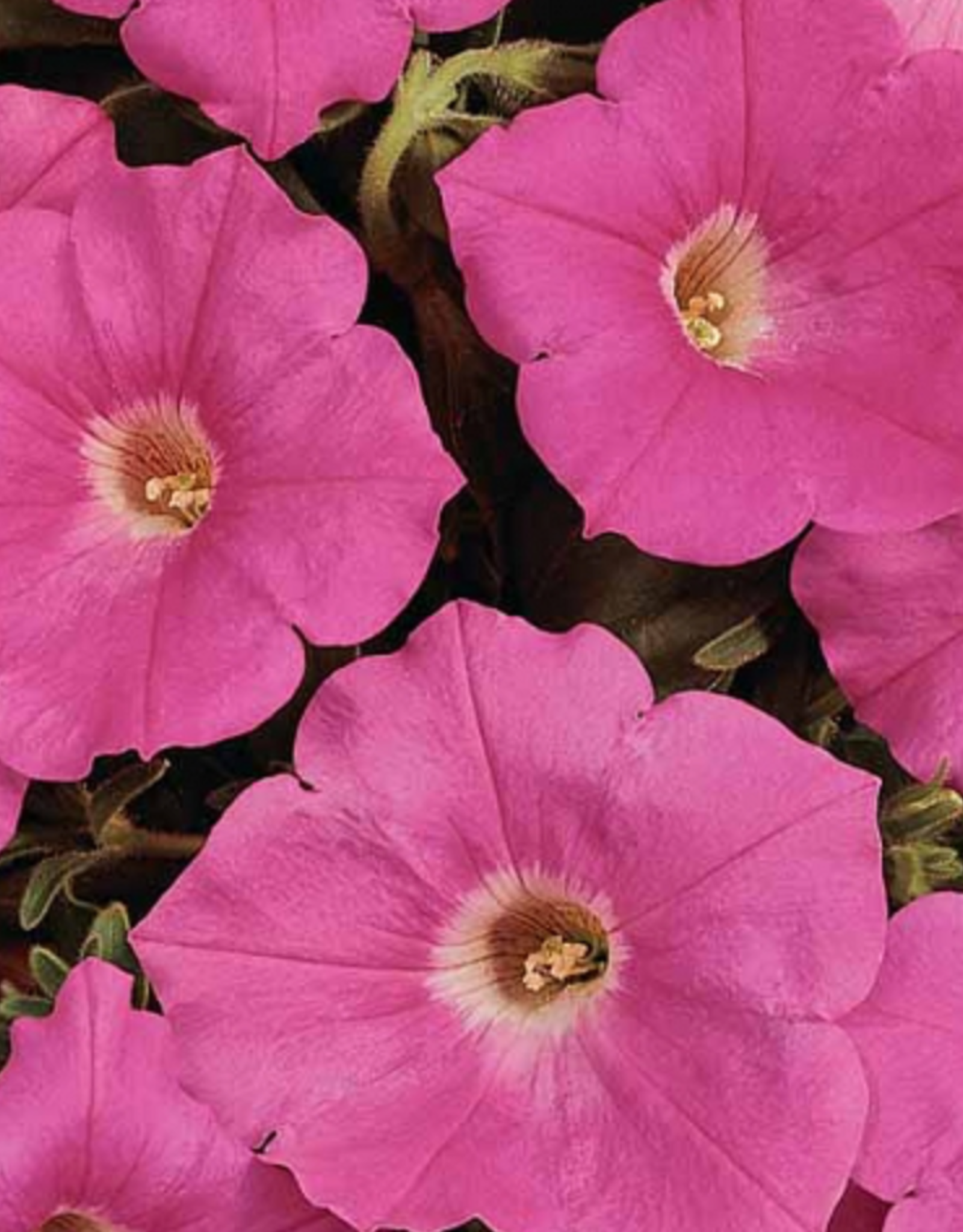 Seasonal Small Pots & Fillers: Petunia - Easy Wave Pink Passion