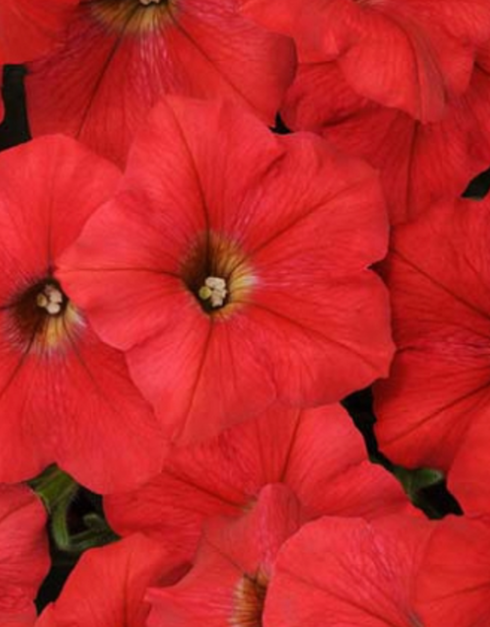 Seasonal Small Pots & Fillers: Petunia - Easy Wave Red