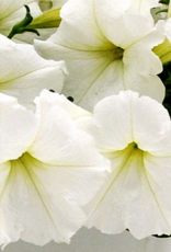 Seasonal Small Pots & Fillers: Petunia - Easy Wave White