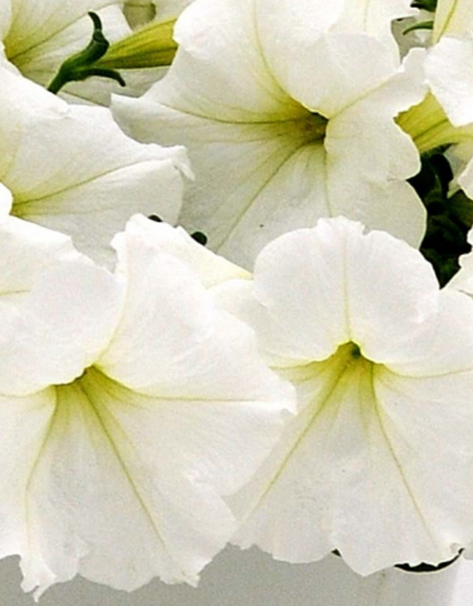 Seasonal Small Pots & Fillers: Petunia - Easy Wave White