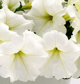 Seasonal Small Pots & Fillers: Petunia - Easy Wave White