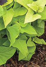 Seasonal Annuals: 5" Pot: Ipomoea Marguerite Sweet Potato Vine