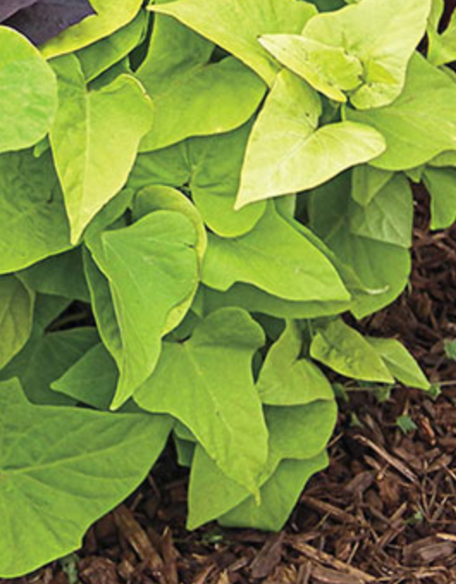 Seasonal Annuals: 5" Pot: Ipomoea Marguerite Sweet Potato Vine