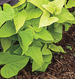 Seasonal Annuals: 5" Pot: Ipomoea Marguerite Sweet Potato Vine