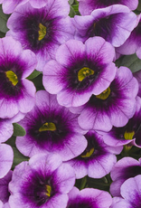 Seasonal Annuals: 5" Pot: Calibrachoa - Superbells Blue Moon Punch