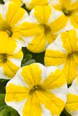 Seasonal Annuals: 5" Pot: Calibrachoa Superbells Lemon Slice