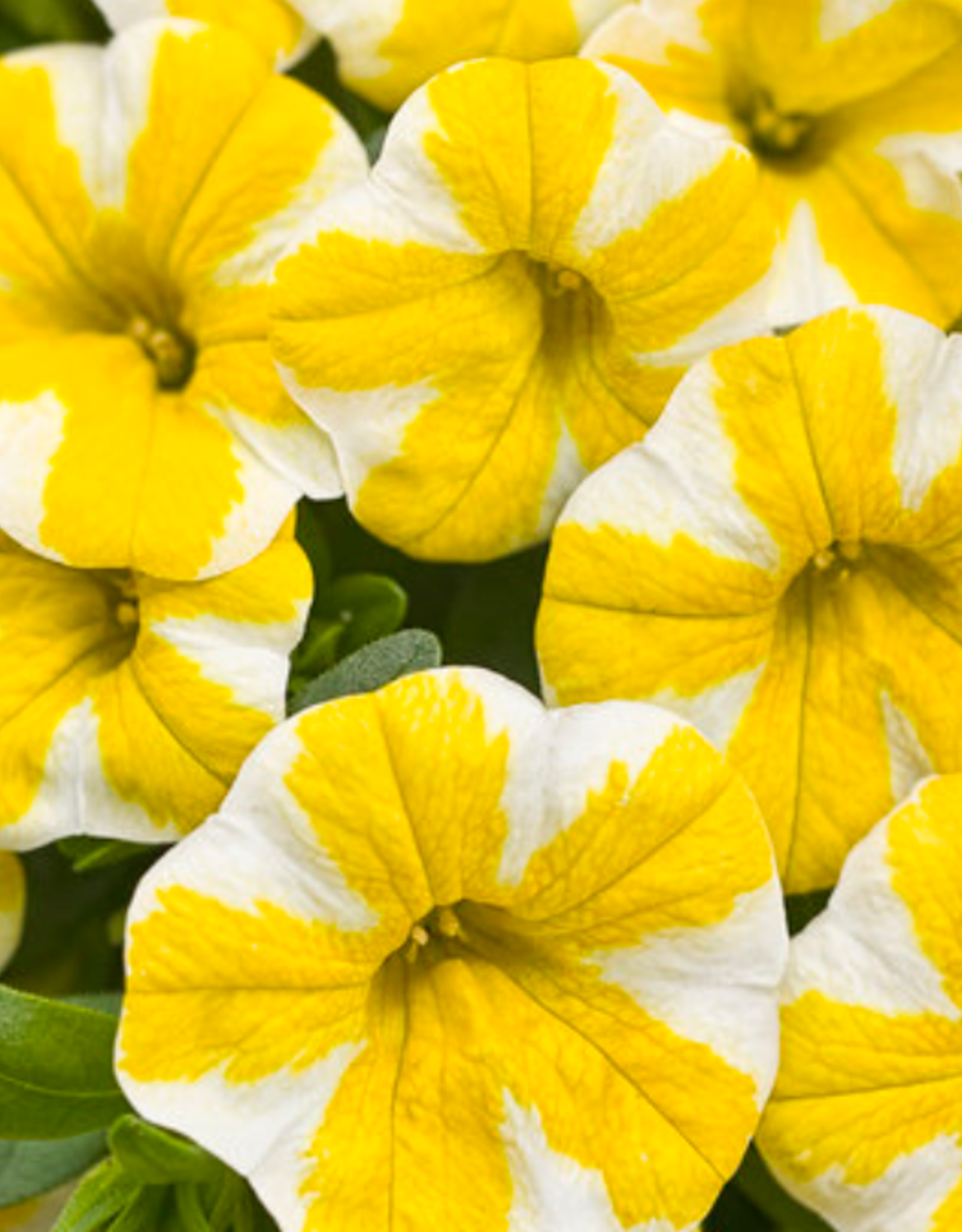 Seasonal Annuals: 5" Pot: Calibrachoa Superbells Lemon Slice
