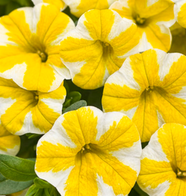 Seasonal Annuals: 5" Pot: Calibrachoa Superbells Lemon Slice
