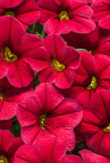 Seasonal Annuals: 5" Pot: Calibrachoa - Superbells Red