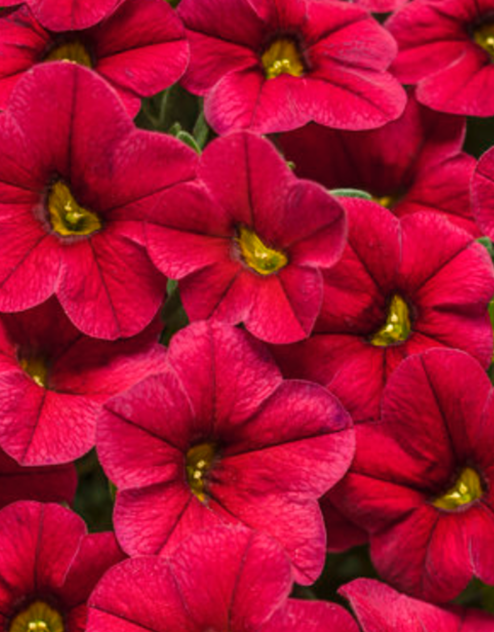 Seasonal Annuals: 5" Pot: Calibrachoa - Superbells Red