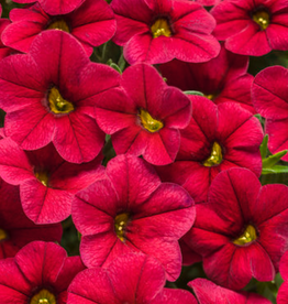Seasonal Annuals: 5" Pot: Calibrachoa - Superbells Red