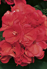 Seasonal Annuals: 5" Pot: Geranium Americana Coral