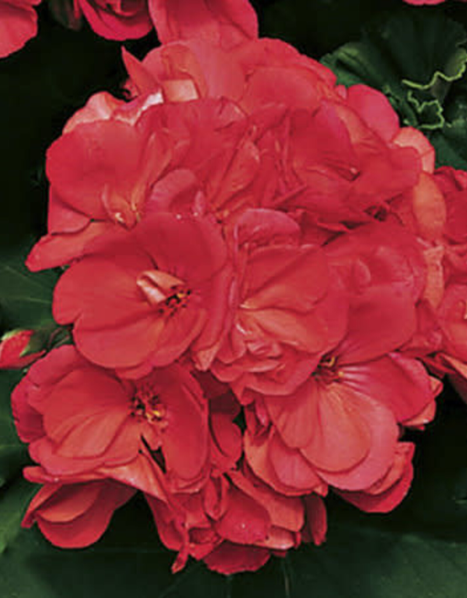 Seasonal Annuals: 5" Pot: Geranium Americana Coral
