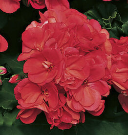 Seasonal Annuals: 5" Pot: Geranium Americana Coral