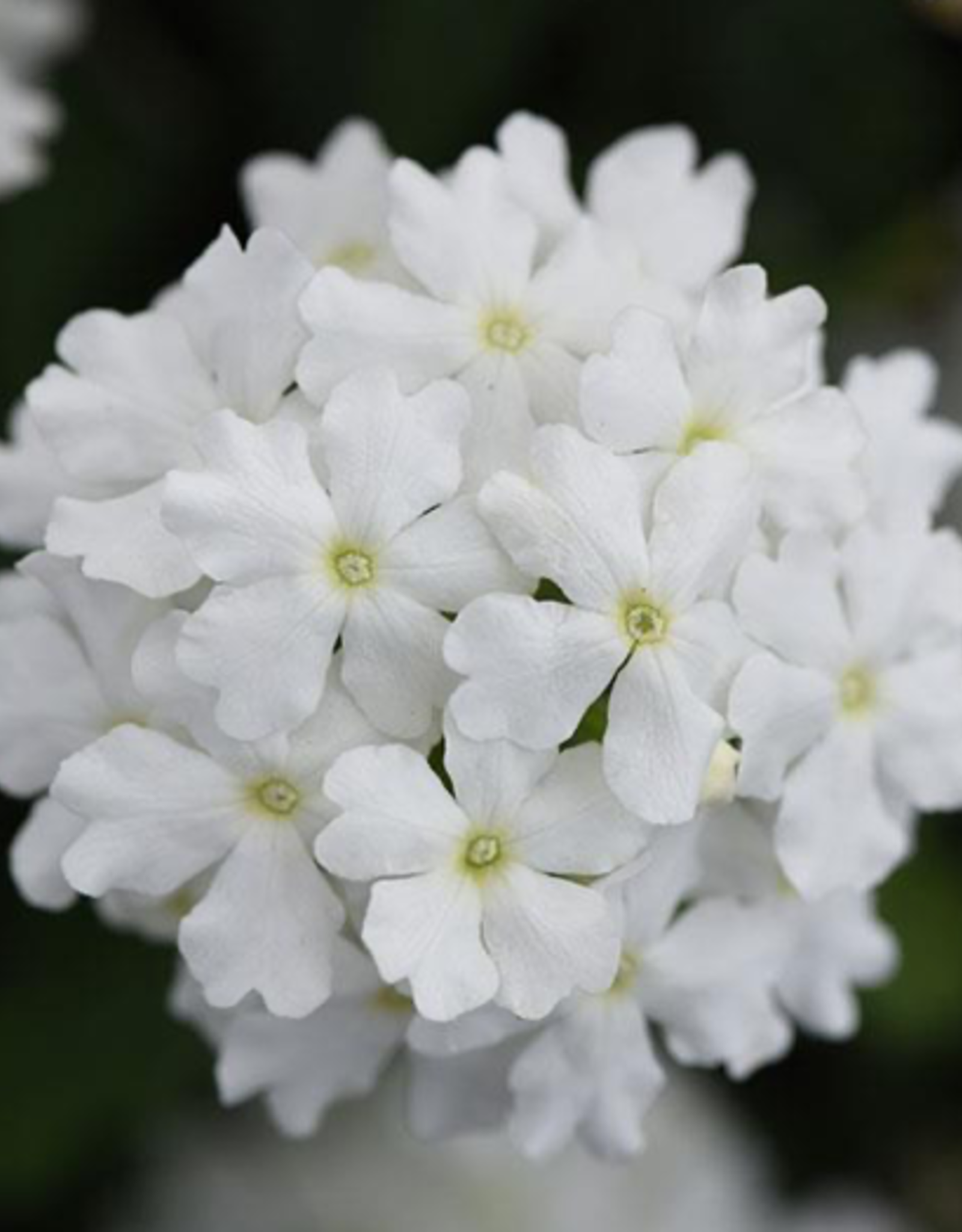Seasonal Annuals: 5" Pot: Verbena Firehouse White