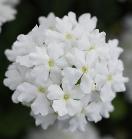 Seasonal Annuals: 5" Pot: Verbena Firehouse White