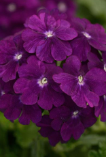 Seasonal Annuals: 5" Pot: Verbena Firehouse Purple
